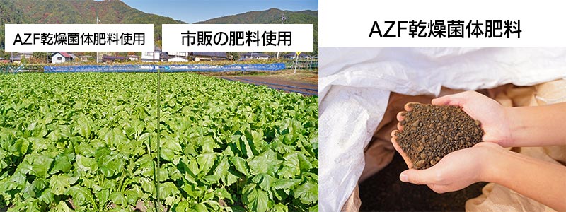 AZF乾燥菌体肥料と市販の肥料を使用した野沢菜畑の様子