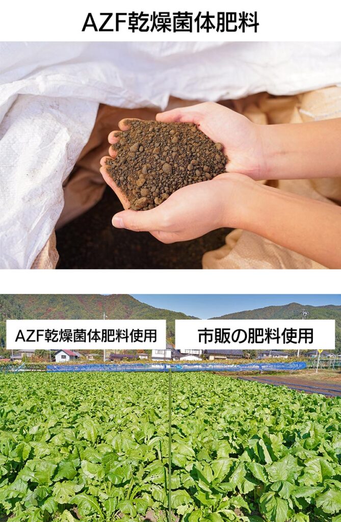 AZF乾燥菌体肥料と市販の肥料を使用した野沢菜畑の様子